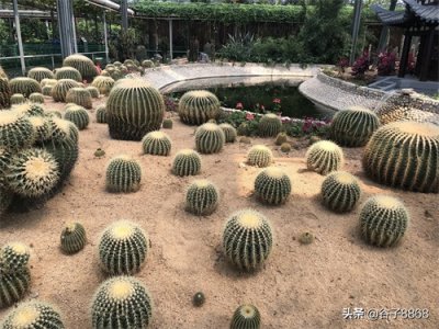 ​走进寿光蔬菜高科技示范园，就像进了蔬果大观园，开眼界了