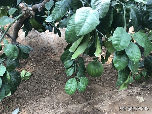 走进寿光蔬菜高科技示范园,就像进了蔬果大观园,开眼界了