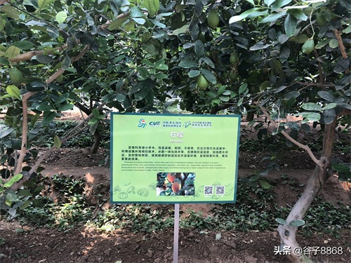 走进寿光蔬菜高科技示范园,就像进了蔬果大观园,开眼界了