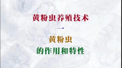 ​黄粉虫养殖技术一、黄粉虫的作用和特性