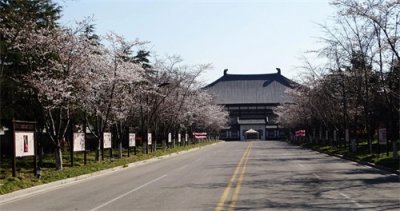 ​记者探访：扬城哪条“樱花大道”风景最美？