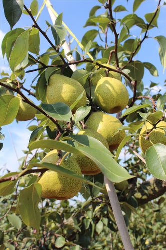 梨的产地(关于水果梨的介绍)