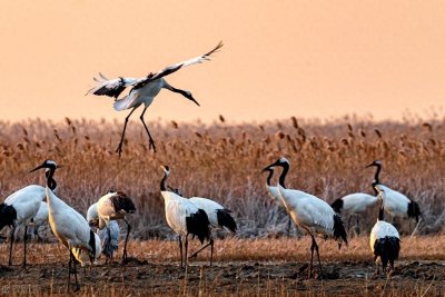 ​丹顶鹤，这种被誉为“仙鹤”的鸟类