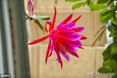 ​花百科（10）：令箭荷花，这种仙人掌科的花卉你觉得像荷花吗？