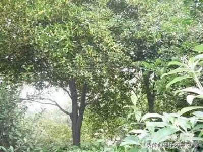 ​简单介绍一下黄杨木