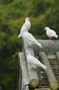 ​白鸽的养殖方法和注意事项