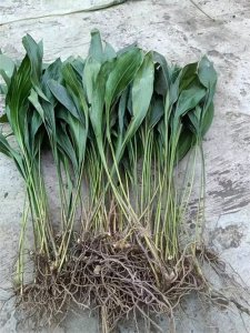 ​一叶兰：家庭美化优选，黑龙江居家种植指南