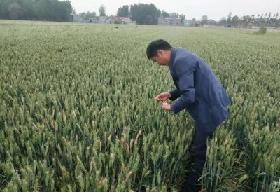 ​丙环唑这么管用？打一次能管三十多天，杀菌之王名副其实