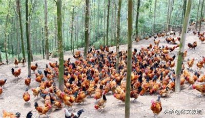 ​林下养鸡：绿色养殖新风尚，低成本高效益引领未来