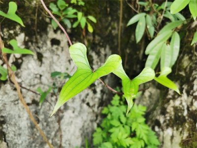 ​“野山药”的名字从何而来？从何时被人发现？它又有哪些价值？