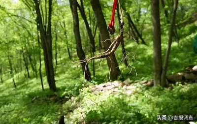 ​辉南县：以古韵新章谱参业风华