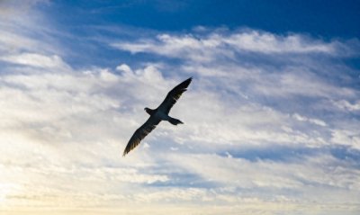 ​张二棍诗歌《六言》鉴赏：因为苍天在上，我愿埋首人间