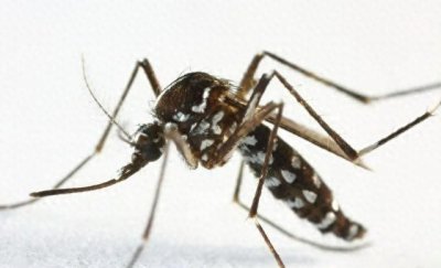 ​花蚊子在我国出现时间并不长，人们白天已无法乘凉，它从哪来的？