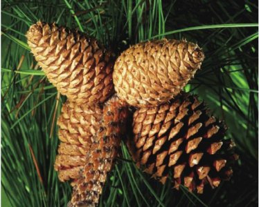 ​油棕被称为《世界油王》一起分享