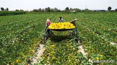 ​乡村振兴传捷报——民勤县收成镇入选第九批全国“一村一品”示范村镇