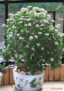 ​玉树开花离不开这三个关键的条件，最后一个可以让玉树提前开花