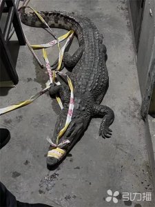 ​惊险！常熟一河道内惊现体长1.6米鳄鱼