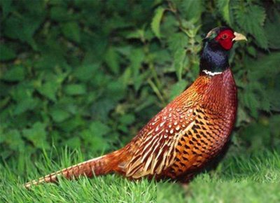 ​东北野鸡“满天飞”，为何吃货却望而却步？农民直言：这真惹不起