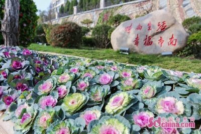 ​绿化新时尚！最美羽衣甘蓝亮相冬日岛城