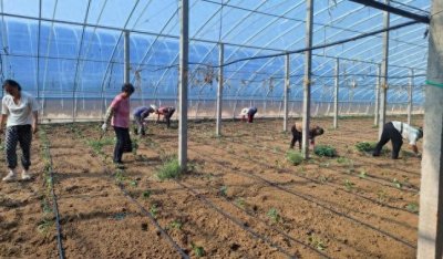 ​东平县东平街道：种下太空椒 铺就致富路