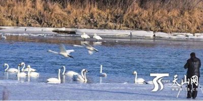 ​新疆和静县“天鹅湾”成摄影爱好者乐园