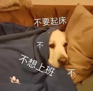 ​表情包：不想起床