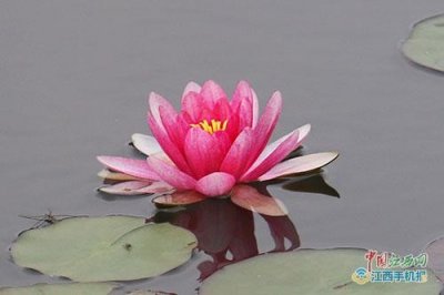 ​初夏临近睡莲花悄然绽放 随风飘曵宛如灵动少女