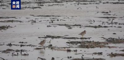 ​鄱阳湖保护区迎来夏候鸟——灰头麦鸡