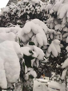 ​河南特大暴雪！！！