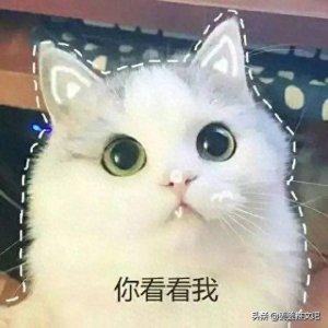 ​人间清醒的跋扈宫斗女主！雪中回眸的《娘娘她总是不上进》很苏爽