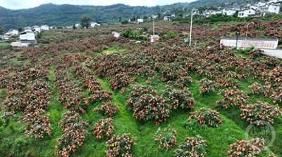 ​重庆云阳：万余亩枇杷成熟上市 产销两旺助农增收