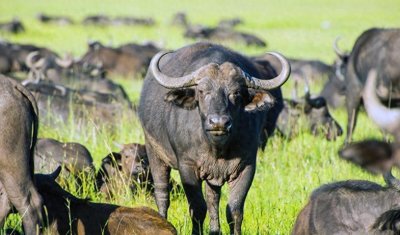 ​中国人能驯化水牛，让它耕地千年，非洲人为何不去驯化非洲水牛？