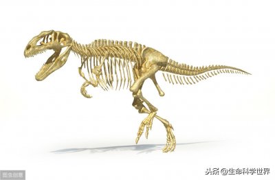 ​恐龙化石是怎么形成的？怎么鉴定化石的年代？有趣的生物学