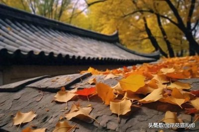 ​秋色美了，枫叶醉了，红叶给秋的告别