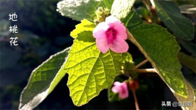 ​地桃花:别名肖梵天花，野棉花，田芙蓉