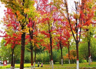 ​彩叶醉游人！郑州西流湖公园迎来最美秋景