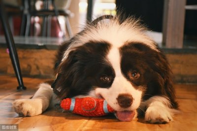 ​当狗被殴打时，它的这几个内心活动你要知道