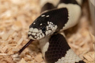 ​蛇冬眠一般躲在哪里的？蛇会不会在家里冬眠？