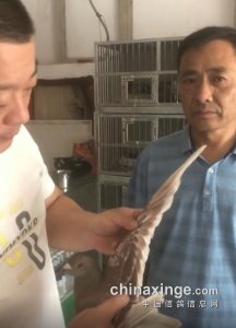 ​扬州2000公里季军吴淞雄带伤归来