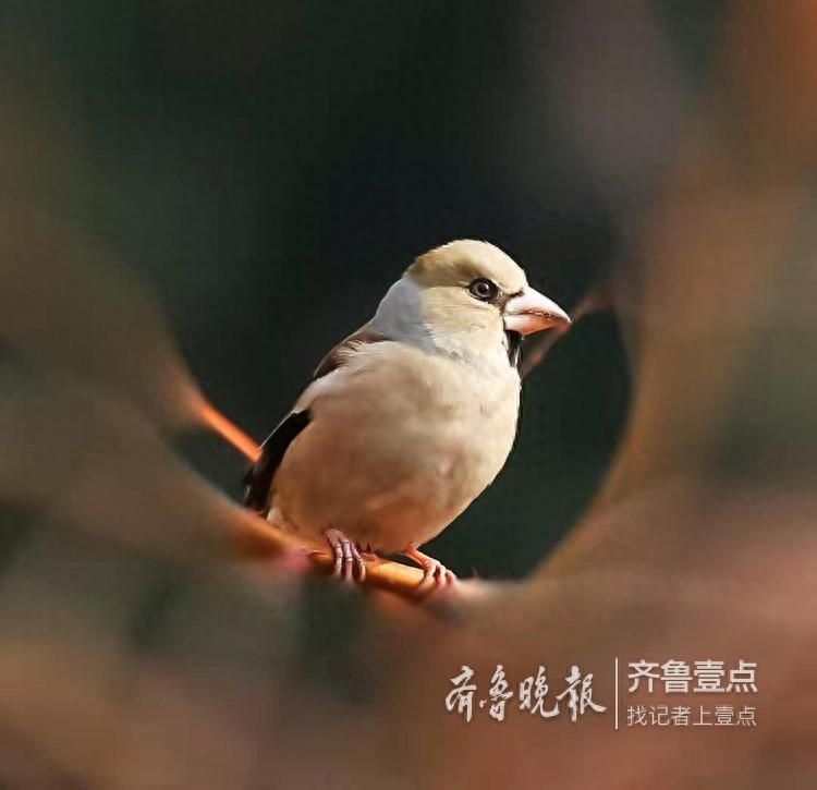 锡嘴雀和蜡嘴雀,“口红”颜色不一样