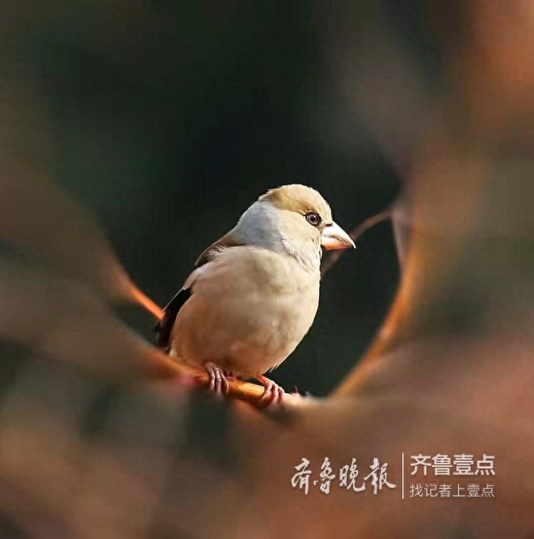 锡嘴雀和蜡嘴雀,“口红”颜色不一样