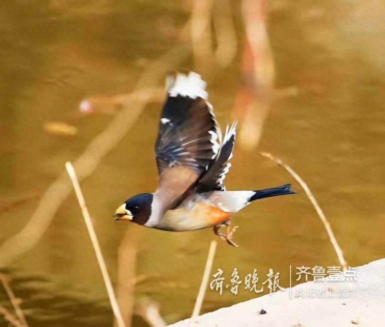 锡嘴雀和蜡嘴雀,“口红”颜色不一样