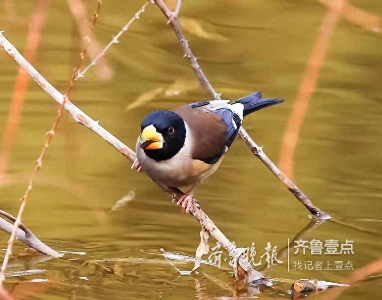 锡嘴雀和蜡嘴雀,“口红”颜色不一样