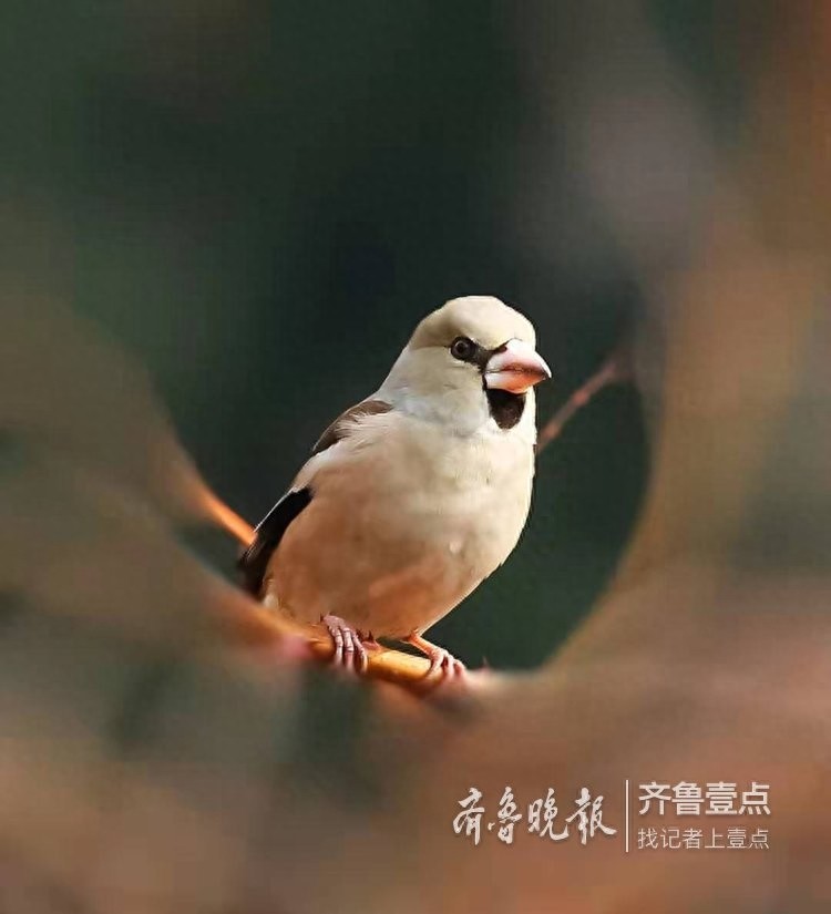 锡嘴雀和蜡嘴雀,“口红”颜色不一样