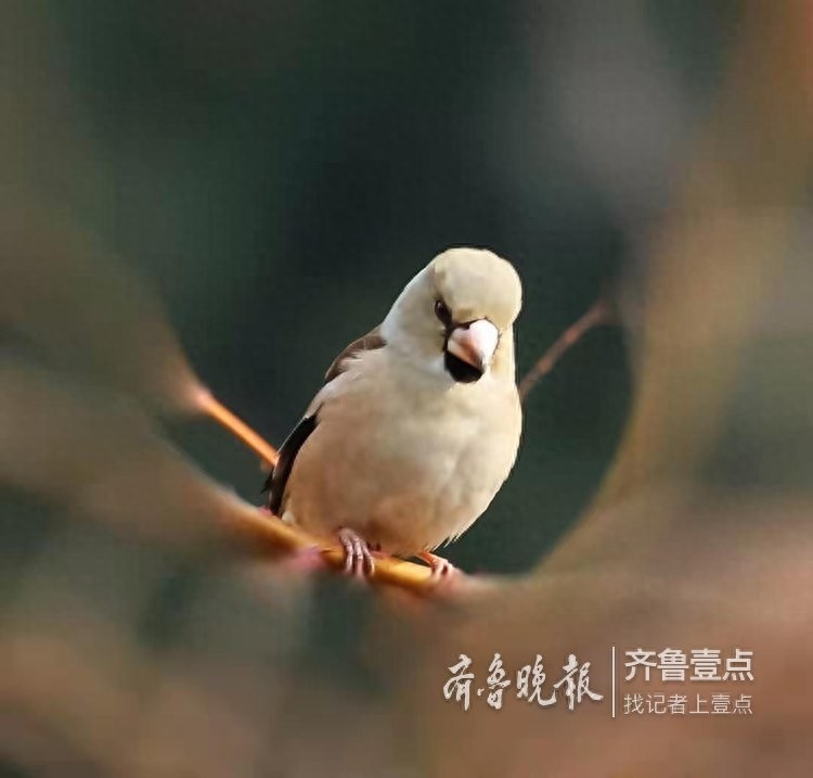 锡嘴雀和蜡嘴雀,“口红”颜色不一样