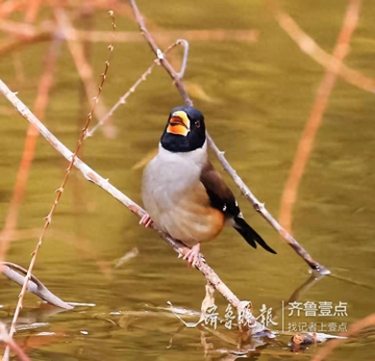 锡嘴雀和蜡嘴雀,“口红”颜色不一样