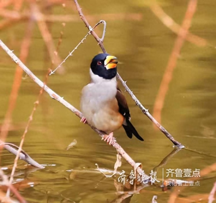 锡嘴雀和蜡嘴雀,“口红”颜色不一样