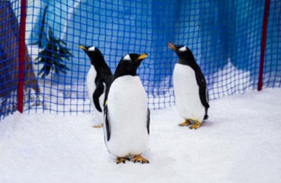 ​9.9元畅玩冰雪嘉年华，长沙欢乐雪域送上新春福利