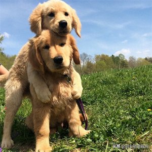 ​20张「汪星人拥抱照」超温馨治愈的画面