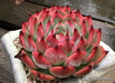 ​宝藏多肉吉娃娃，有很多优点可以挖掘，夏天直接扔外面纯露养都行